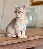 Britse korthaar kittens black & blue golden shaded, Dieren en Toebehoren, Katten en Kittens | Raskatten | Korthaar, Meerdere dieren