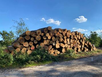 Beukenstammen 6 meter | DIKKE STAMMEN | Volle vracht beuk beschikbaar voor biedingen