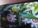Prachtige klimop van Passiebloem., Ophalen of Verzenden, Voorjaar, Halfschaduw, Zaad