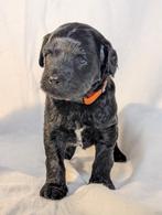 6 Medium Labradoodle pups, Dieren en Toebehoren, Honden | Niet-rashonden, CDV (hondenziekte), 8 tot 15 weken, Meerdere, Meerdere dieren