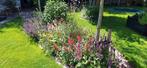 vaste planten en siergrassen, Ophalen, Zomer, Overige soorten
