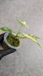 Alocasia Gageana Aurea/Albo Variegata, Ophalen of Verzenden, Halfschaduw, Minder dan 100 cm