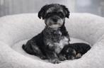 Super mooi gezonde boomer pups., Parvo, Overige rassen, 8 tot 15 weken, Meerdere