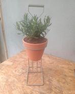 Te koop 2 planten standaard met lavendel, Tuin en Terras, Ophalen, Zo goed als nieuw, Rond