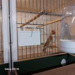 Major putters (koppel), Dieren en Toebehoren, Vogels | Kanaries, Meerdere dieren, Bastaard