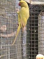 halsbandparkiet, Dieren en Toebehoren, Mannelijk, Parkiet