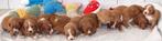 Nova scotia duck tolling retriever pups, Dieren en Toebehoren, Honden | Retrievers, Spaniëls en Waterhonden, Nederland, Labrador retriever