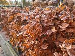 Beukenhaag (Fagus Sylvatica) in alle hoogtes leverbaar!, Ophalen of Verzenden, Beukenhaag, Haag, 100 tot 250 cm