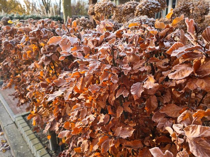 Beukenhaag (Fagus Sylvatica) in alle hoogtes leverbaar!, Tuin en Terras, Planten | Struiken en Hagen, Haag, Beukenhaag, 100 tot 250 cm