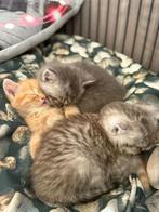 Kruising britse korthaar met britse langhaar kittens, Meerdere dieren, Ontwormd