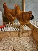 New hampshire hennen, Dieren en Toebehoren, Pluimvee, Vrouwelijk, Kip