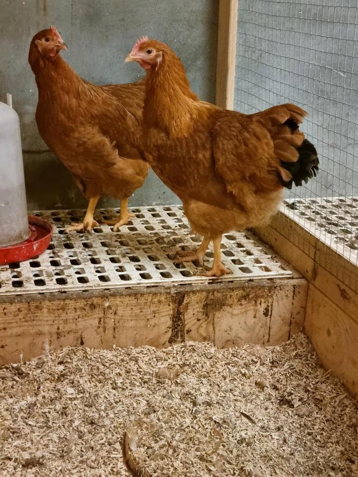 New hampshire hennen, Dieren en Toebehoren, Pluimvee, Kip, Vrouwelijk