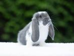 Franse hangoren, Dieren en Toebehoren, Mannelijk, Groot, Hangoor, 0 tot 2 jaar