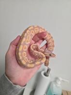 Banana Phantom Yellowbelly vrouwtje Koningspython, Dieren en Toebehoren, Reptielen en Amfibieën, Slang, 0 tot 2 jaar