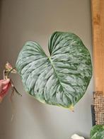Philodendron Majestic stek, Ophalen of Verzenden, Halfschaduw, Minder dan 100 cm