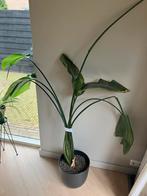 Strelitzia - paradijsplant - inclusief pot, Huis en Inrichting, Kamerplanten, Ophalen of Verzenden, Overige soorten, 200 cm of meer