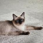 Dé allerliefste ️🩷✨️ Ragdoll poes, Dieren en Toebehoren, Katten en Kittens | Raskatten | Langhaar, Poes