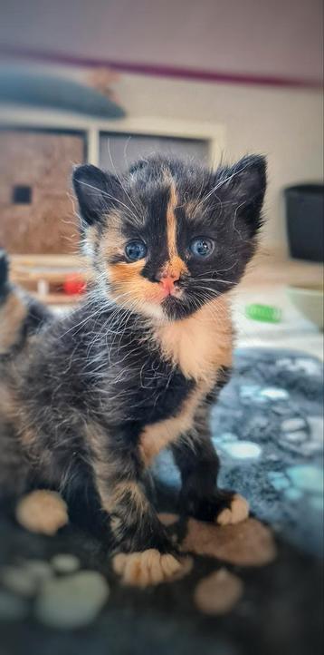 Huiselijke kattenopvang beschikbaar voor biedingen
