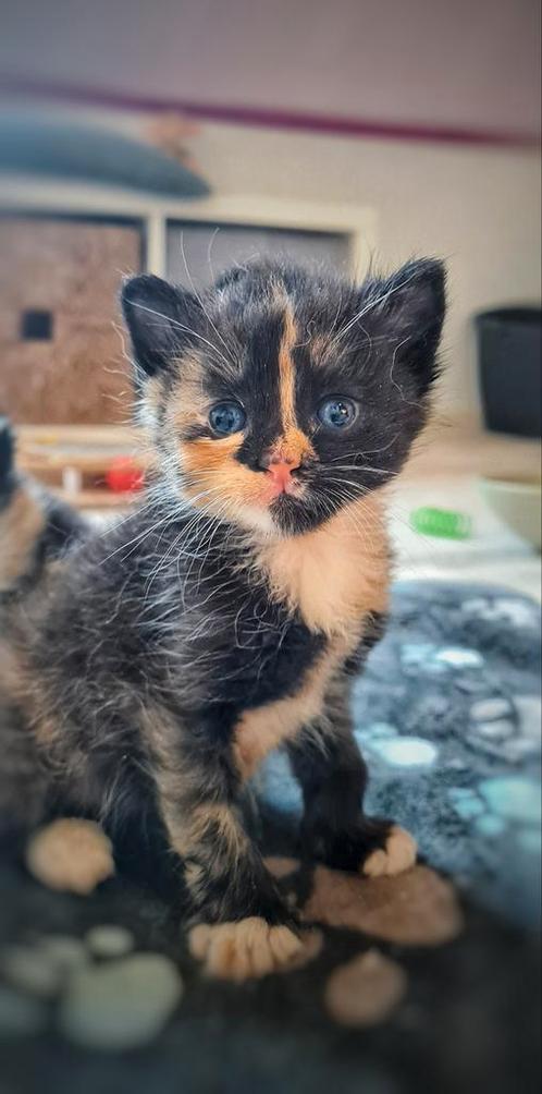 Huiselijke kattenopvang, Dieren en Toebehoren, Katten-accessoires, Ophalen