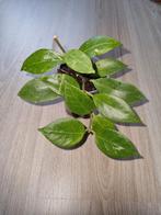 Hoya sunrise, Huis en Inrichting, Kamerplanten, Ophalen of Verzenden, Halfschaduw, Minder dan 100 cm