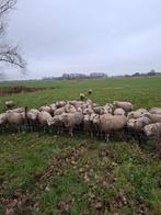 60 dikke rammen schapen  swifter texelaar, Dieren en Toebehoren, Meerdere dieren, Schaap