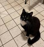 Vermist in swalmen, “baby”, 3 jaar en gecastreerd, Dieren en Toebehoren, Vermiste en Gevonden Dieren