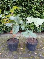 Jonge Walnootboompjes in Pot, Tuin en Terras, Bloeit niet, Overige soorten, Minder dan 100 cm, Ophalen