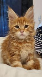 Twee lieve Maine Coon meisjes zoeken een warm thuis, Dieren en Toebehoren, Katten en Kittens | Raskatten | Langhaar, Poes, Gechipt