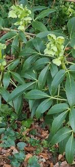 Winterbloeier Helleboris / Kerstroos, Ophalen, Overige soorten, Struik, Minder dan 100 cm