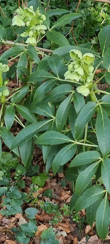 Winterbloeier Helleboris / Kerstroos, Tuin en Terras, Planten | Struiken en Hagen, Struik, Overige soorten, Minder dan 100 cm