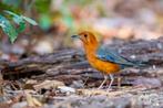 Bewezen koppel Damalijsters – Geokichla sp. | Vast geringd &, Dieren en Toebehoren, Vogels | Overige Vogels, Meerdere dieren, Tropenvogel