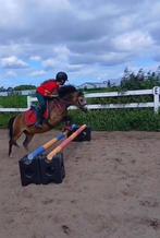 Allerliefste bixie welsh a pony, Dieren en Toebehoren, Pony's, Merrie, Ontwormd