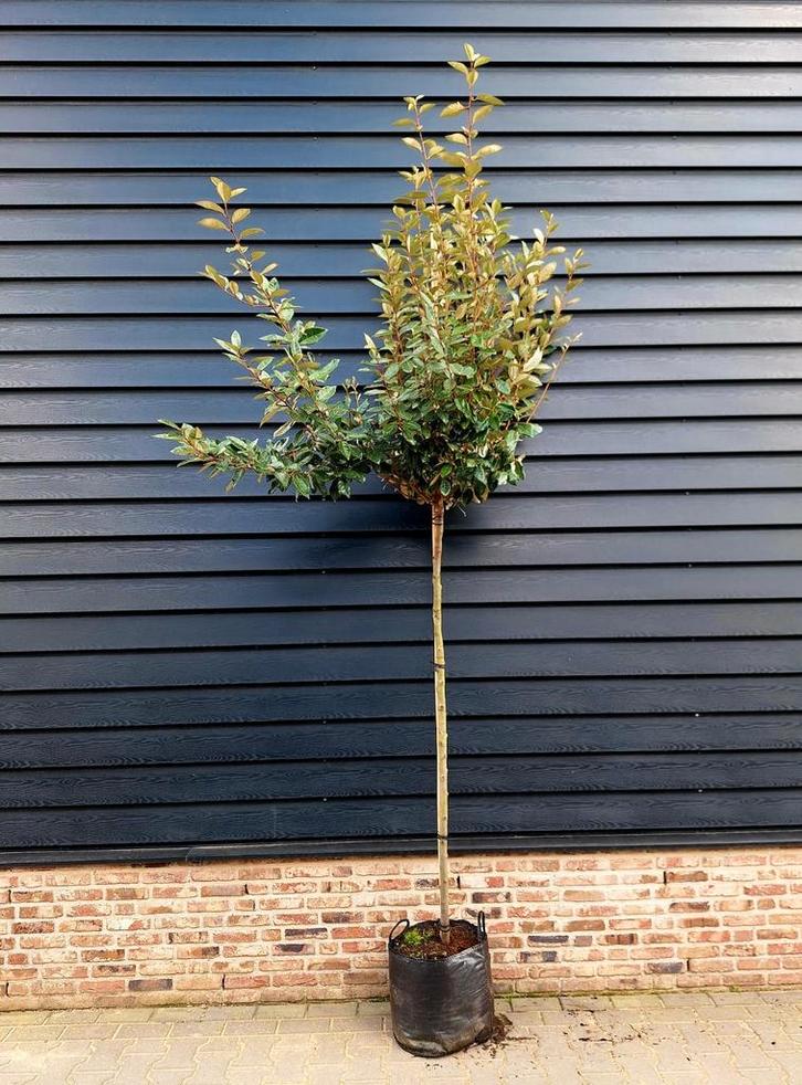Elaeagnus ebbingei 'Compacta' 🌿(Olijfwilg) Groenblijvend, Tuin en Terras, Planten | Bomen, 100 tot 250 cm, Halfschaduw, Ophalen