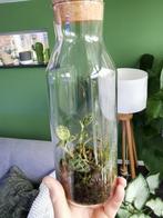 Juwelenorchidee Macodes Petola in glas met kurk, Ophalen, Overige soorten, Halfschaduw, In pot