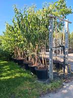 meerstammige zevenzonenboom heptacodium, Overige soorten, Zomer, Ophalen, Volle zon