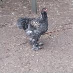 Brahma hanen zoeken nieuwe weide, Dieren en Toebehoren, Pluimvee, Mannelijk, Kip