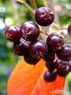 Aronia melanocarpa Zwarte appelbes mooie herfstkleur eetbaar, Tuin en Terras, Planten | Struiken en Hagen, Ophalen of Verzenden