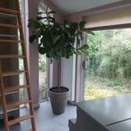Ficus kamerplant, Huis en Inrichting, Kamerplanten, Ficus, Halfschaduw, 200 cm of meer, Ophalen