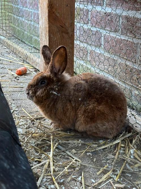 Raszuiver Teddy konijn ram (2024), Dieren en Toebehoren, Konijnen, Middelgroot, Mannelijk, 0 tot 2 jaar, Hangoor