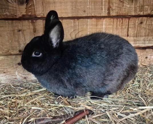 Mooie gecastreerde ram, Dieren en Toebehoren, Konijnen, Klein, Mannelijk, 0 tot 2 jaar