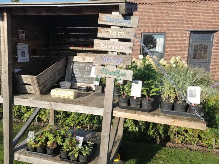 Planten - Jam - Eieren - Courgette, Tuin en Terras, Planten | Tuinplanten, Eenjarig, Overige soorten, Volle zon, Ophalen