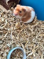 Goudhamster, Hamster, Augustus, Mannelijk, Tam