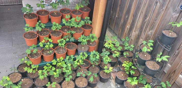 Ginkgo Biloba Boompjes - Eigen Kweek, Tuin en Terras, Planten | Bomen, Overige soorten, Minder dan 100 cm, Volle zon, Bloeit niet