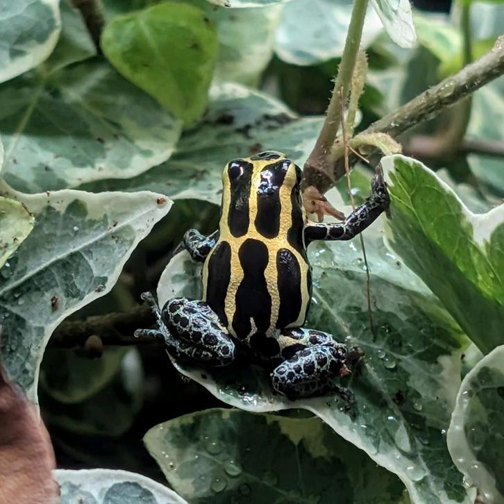 Ranitomeya amazonica French Guyana, Dieren en Toebehoren, Reptielen en Amfibieën, Amfibie, 0 tot 2 jaar