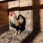 Wyandotte krielhaan., Dieren en Toebehoren, Pluimvee, Mannelijk, Kip