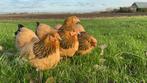 Jonge tamme Brahma kriel kippen hennen gesekst, Dieren en Toebehoren, Pluimvee, Vrouwelijk, Kip
