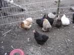 cochins zwart    bruin   en witte, Meerdere dieren, Kip