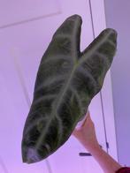 Grote longiloba in zelfwaterende pot op pon., Ophalen of Verzenden, Halfschaduw, Minder dan 100 cm