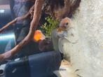 2x leeuwenkop sluierstaart (Oranda)+ 1x Ryukin sluierstaart, Vis, Zoetwatervis, Schoolvis