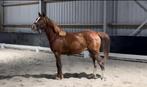 1,5-jarige Odin x Kennedy, Dieren en Toebehoren, Hengst, Minder dan 160 cm, Dressuurpaard, 0 tot 2 jaar